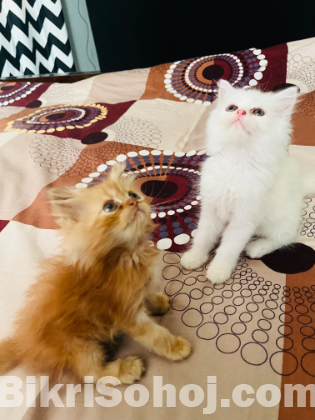 Persian male kittens